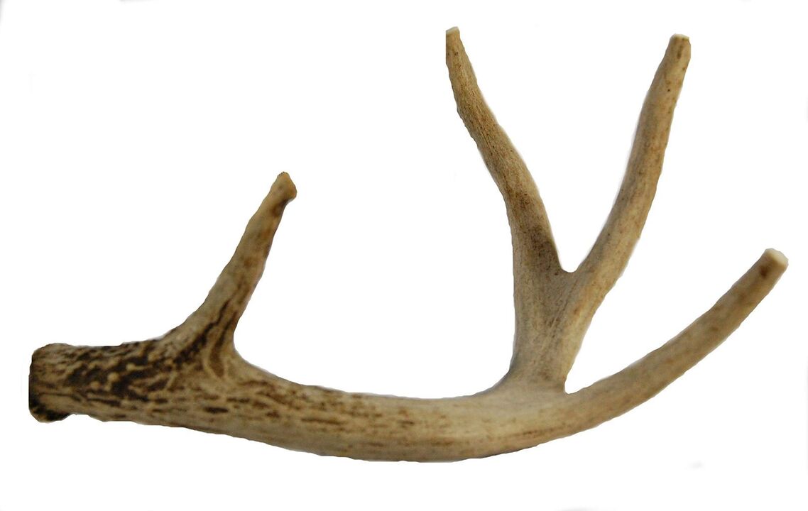 Panta Maral in zxcvbnmqwert -capseln