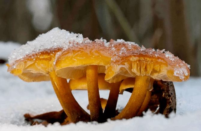 Funghi